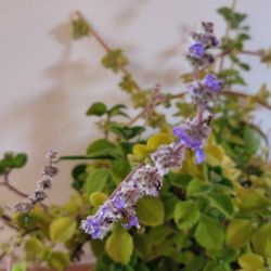 VICKS AND AEONIUM PLANTS. 