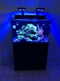 Saltwater aquarium fish tank Red Sea Max E260 , 69 gallon has established for over a for Sale in Tampa, FL - OfferUp