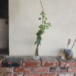 Indoor Plant