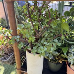 Succulent Tree 