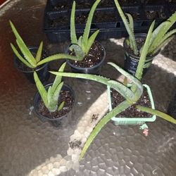 Plantas De Sabila