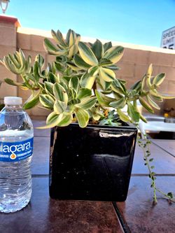 Jade Suculent Plant