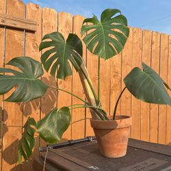 Monstera Delisiosa 
