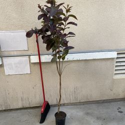 Healthy Thai White Guava Fruit Tree Plant 