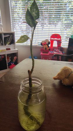 Pothos Cutting Rooted in Water