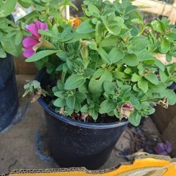 Petunia, Geranium, Milkweed, Marigolds Plants