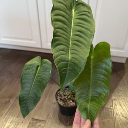 Rare house plants Anthurium, Syngonium More