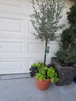 Fruiting olive tree in deco pot