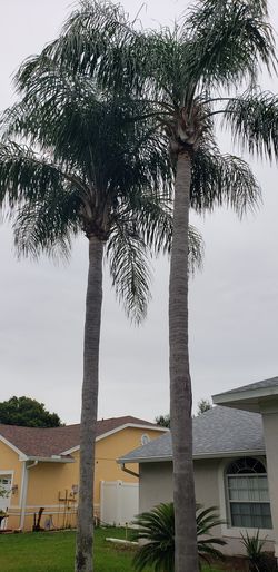 Palm Trees, King