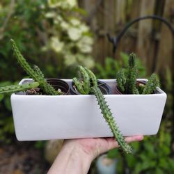 White ceramic pot