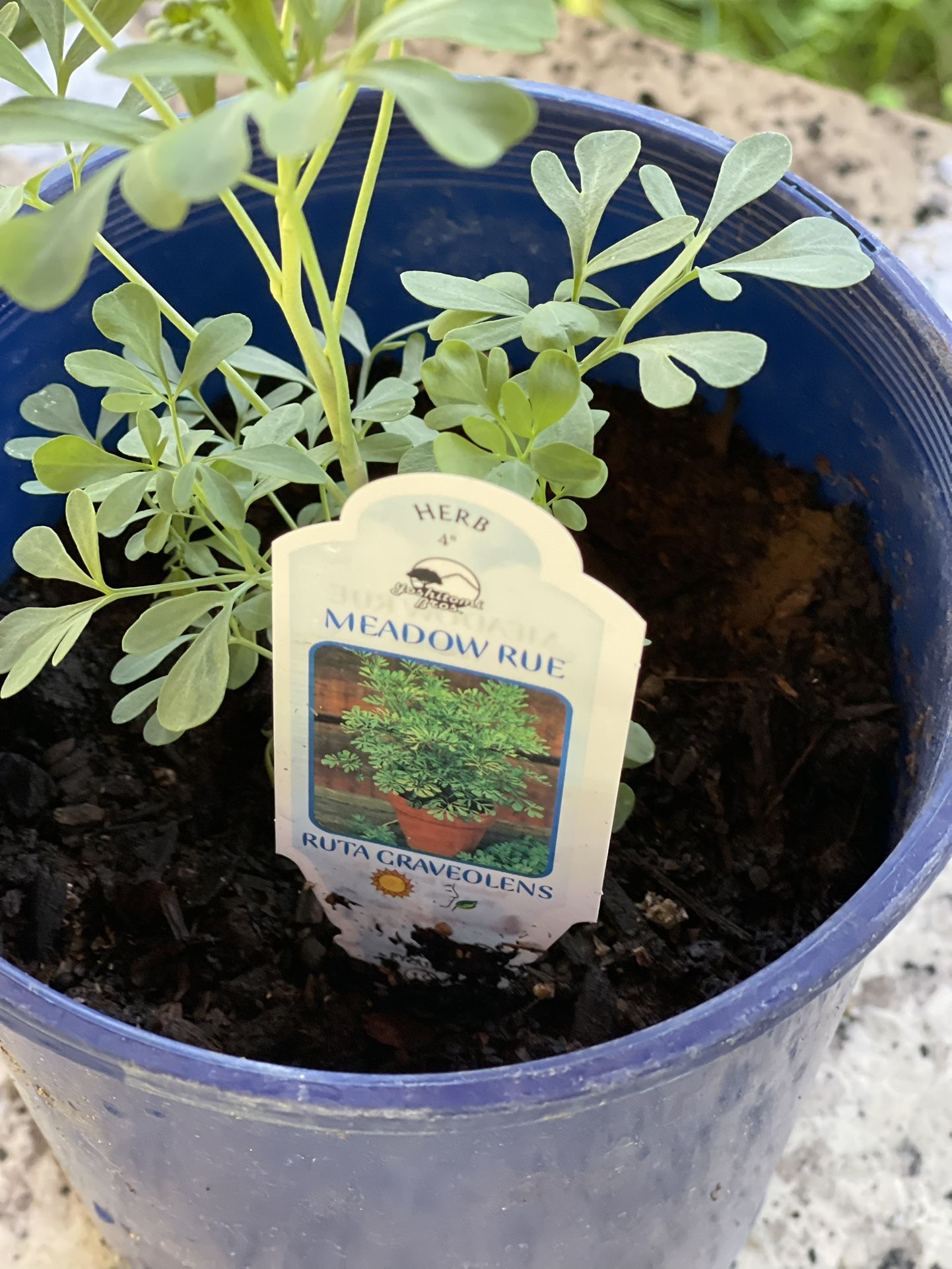Ruda Rue Herb Plants , 7 Inches Tall, 7!inches Pot