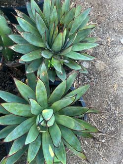Agave plants