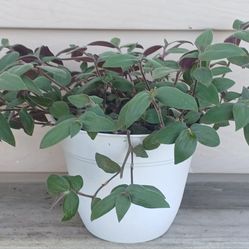 Tradescantia Baby Bunny Belly Plant 🪴 