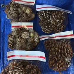 3 Separate Sets Available Of Pine Cones