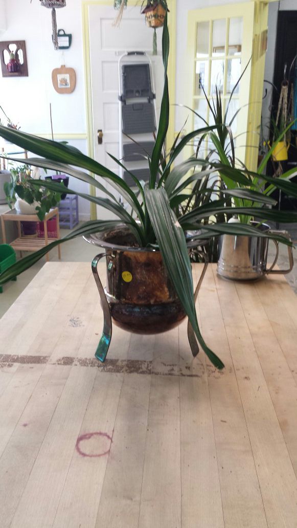 Live plant in a remarkable metal pot, one of a kind.