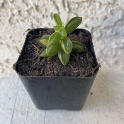 2 Inch Pot Succulent Plant - Peperomia Axillaris  - Happy Bean - Rooted & Established - Drought Resistant 🪴 Perfect Baby & Wedding Shower Favors