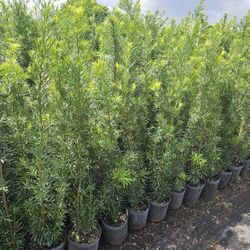 Podocarpus Over 4 Feet Tall Instant Privacy Hedge For Fence