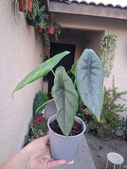 Alocasia Heterophylla "Dragon Breath " Plant $25