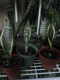Assorted Sanseverias