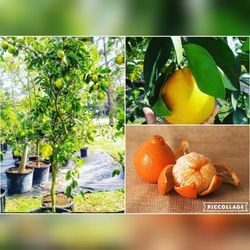 Honeybell Oranges Grafted Trees 7gal