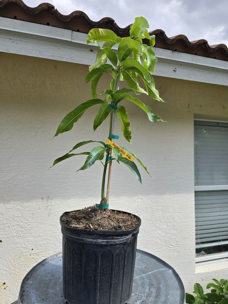Coconut Cream Grafted Mango 3 Gallon