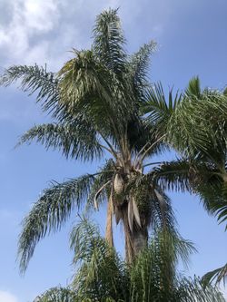 Free Queen Palm Trees