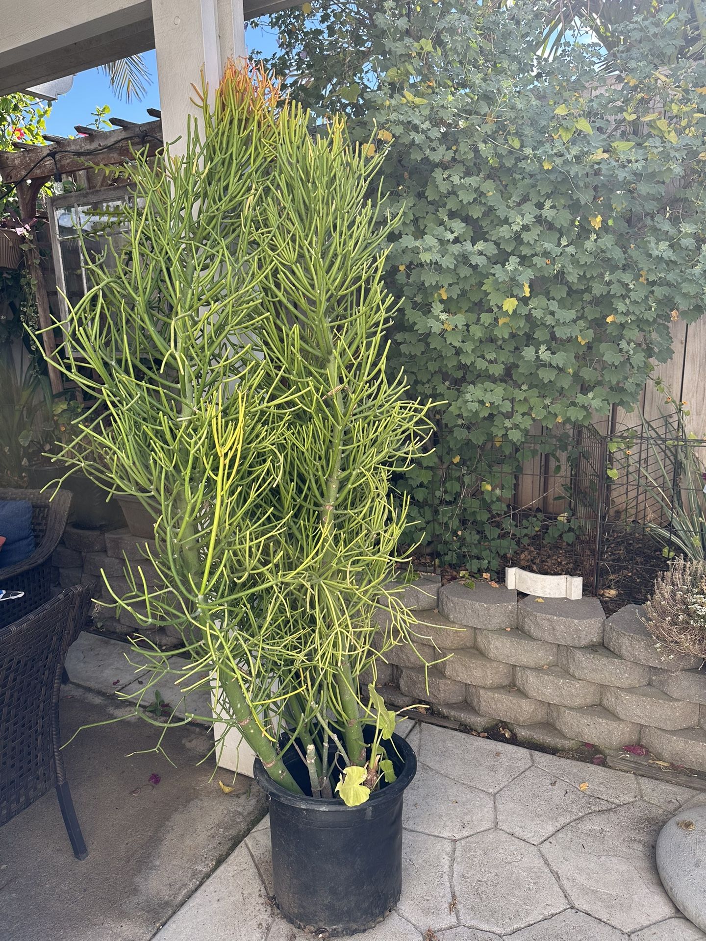Fire Stick Plant