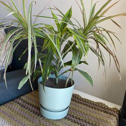 Plant Dracaena