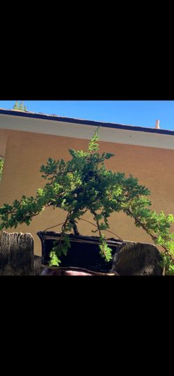 Bonsai Miyagi style Japanese garden juniper $110