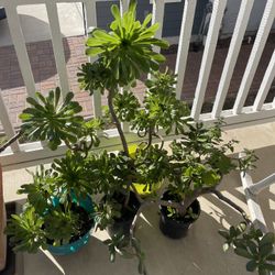 Green Plant Tall