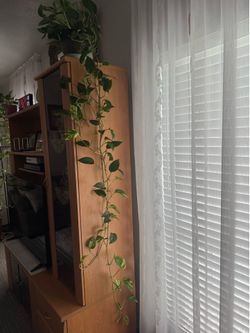 Pothos ivy plant
