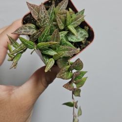 2" String Of Spades (E)