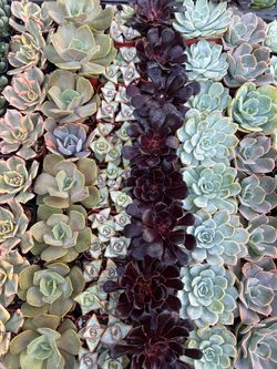 Premium 2 inch Succulents- $1 each.