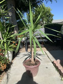 Yucca gigantea