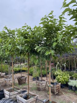 24” Box Fruitless Mulberry/ Árbol De Mora Sin Fruta