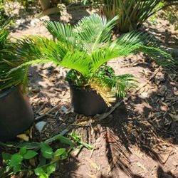 Sago Palms 5 Gallon Plants 