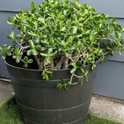 Mature Jade Plant In Decorative Pot.