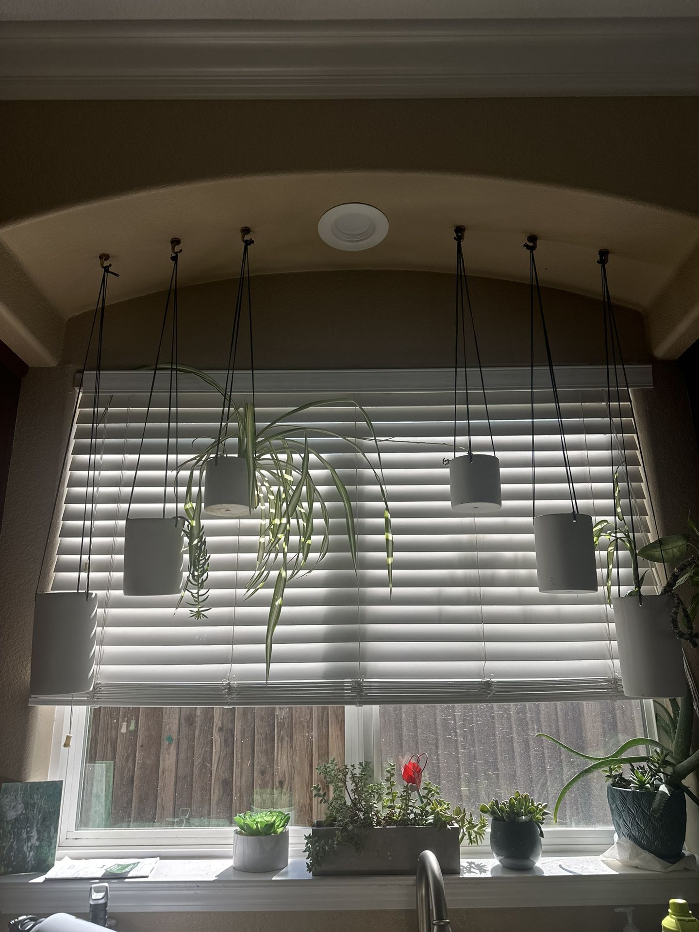 Hanging Plants 