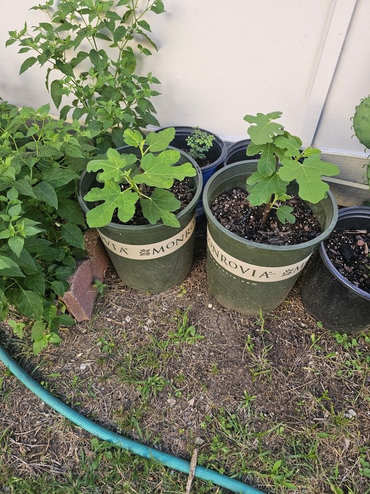 Black Mission Fig $ 25