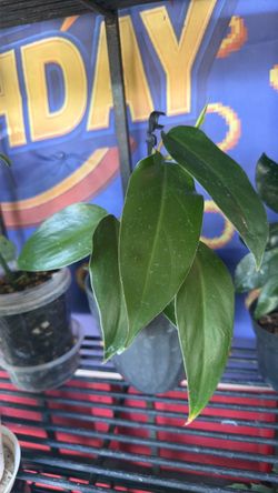 Small Tropical Houseplant in Pot