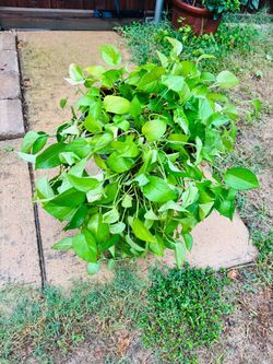 Golden photos plant