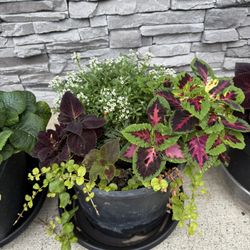 Coleus Plants Combo Alyssum In Large Pots Beautiful Vibrant 