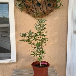 Purple Vitex Tree Santa Teresa