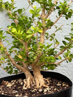 Japanese Boxwood Twin Tree Pre Bonsai