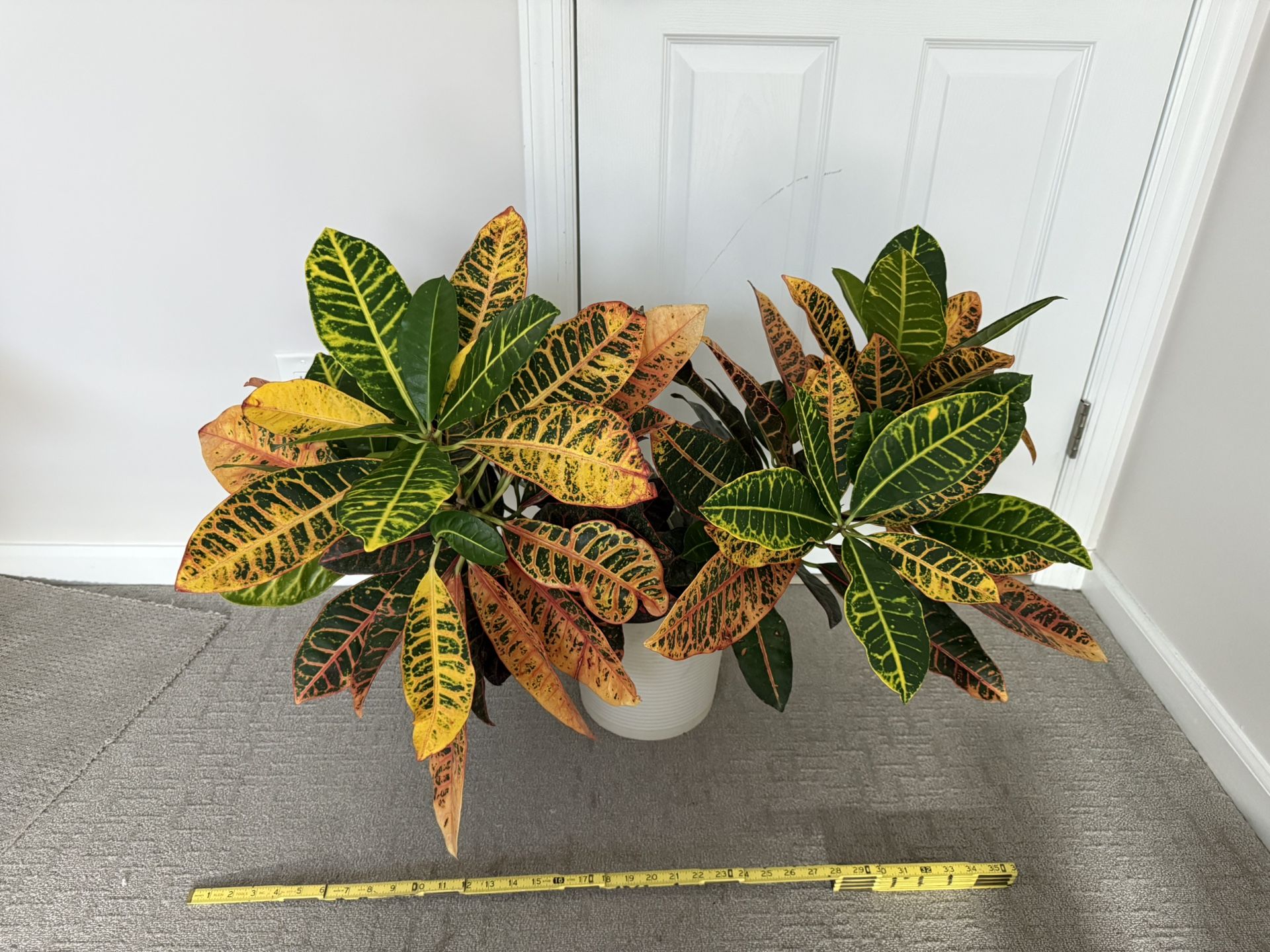 Petra Garden Croton Plant 