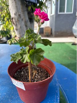 Geranium hiedra
