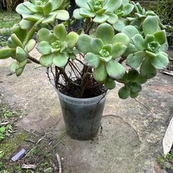 Succulent Aeonium haworthii (Pinwheel) In Planter