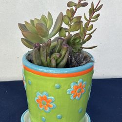 succulent plant arrangement in cheerful ceramic planter w/saucer