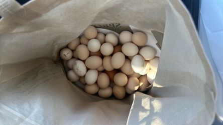 Chicken Eggs