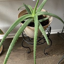 Very nice and potted plant ! 